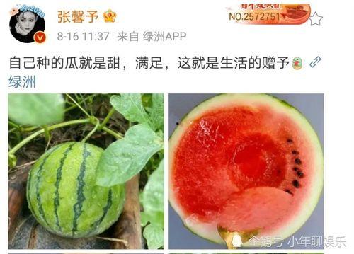 吃瓜娱乐圈瓜